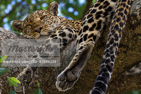 Kenya, Masai Mara, Leopard Gorge, Narok District. Female leopard resting in a large and ancient fig tree in the heart of her territory during the heat of the day. Kenya, Masai Mara, Leopard Gorge, Narok District. Female leopard resting in a large and ancient fig tree in the heart of her territory during the heat of the day.