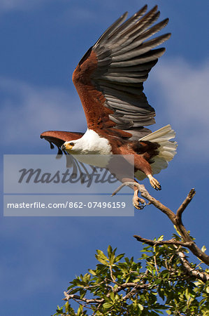 Kenya, Masai Mara, Narok County. African Fish Eagle.