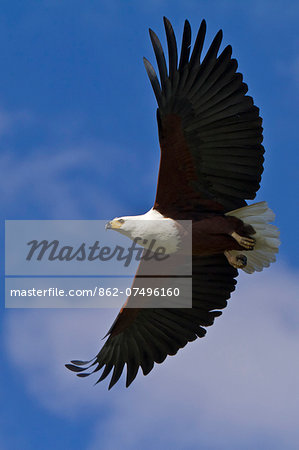 Kenya, Masai Mara, Narok County. An African Fish Eagle takes to the sky with a full crop of food. Kenya, Masai Mara, Narok County. An African Fish Eagle takes to the sky with a full crop of food.