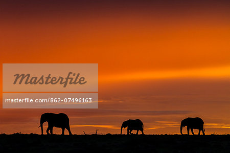 Kenya, Masai Mara, Narok County. Elephants on the move at dawn.