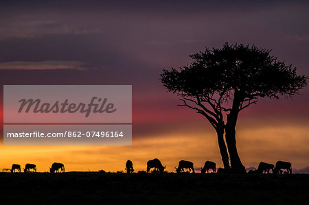 Kenya, Masai Mara, Narok County. Boscia tree and wildebeest at dawn during the annual migration. Dry season. Kenya, Masai Mara, Narok County. Boscia tree and wildebeest at dawn during the annual migration. Dry season.