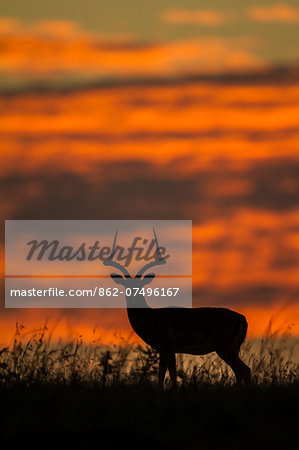 Kenya, Masai Mara, Narok County. Male Impala alert at dawn during the dry season. Kenya, Masai Mara, Narok County. Male Impala alert at dawn during the dry season.