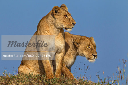 Kenya, Masai Mara, Narok County. Two lionesses on a termite mound watching cautiously as lions from another pride feed on a kill.