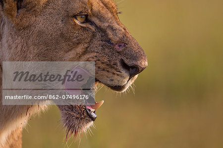 Kenya, Masai Mara, Narok County. A young lioness licking her lips after feeding on a kill.