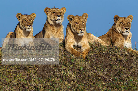 Kenya, Masai Mara, Narok County. A group of lions lying on a termite mound watching cautiously as lions from another pride feed on a kill. Kenya, Masai Mara, Narok County. A group of lions lying on a termite mound watching cautiously as lions from another pride feed on a kill.