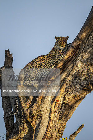 Kenya, Masai Mara, Mara North Conservancy, Leopard Gorge, Narok County. A female leopard in a fig tree looking out across her territory for danger and possible prey early in the morning.