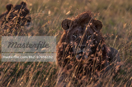 Kenya, Masai Mara, Narok County. A male lion guarding a lioness who is coming in to season so he can mate with her and prevent other males from approaching. Dawn with red oat grass.