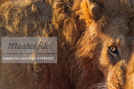 Kenya, Masai Mara, Narok County. A male lion keeps a careful eye on vulutures at a buffalo kill he is feeding on.