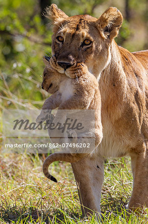 Kenya, Masai Mara, Narok County. A lioness carrying one of her three 10 week old cubs to a new hiding place along an intermittent water course.