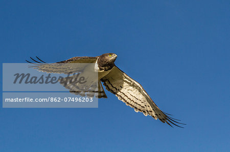 Kenya, Masai Mara, Narok County. A Black-Chested Snake Eagle. Kenya, Masai Mara, Narok County. A Black-Chested Snake Eagle.