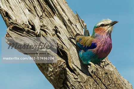 Kenya, Masai Mara, Narok County. A Lillac-Breasted Roller watching for insect prey from its perch on a dead tree among the grasslands. Kenya, Masai Mara, Narok County. A Lillac-Breasted Roller watching for insect prey from its perch on a dead tree among the grasslands.