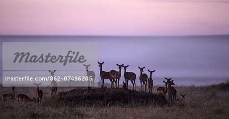 Kenya, Masai Mara, Musiara Marsh, Narok County. A herd of female Impalas cluster around a termite mound at dawn alert to danger from predators. Kenya, Masai Mara, Musiara Marsh, Narok County. A herd of female Impalas cluster around a termite mound at dawn alert to danger from predators.
