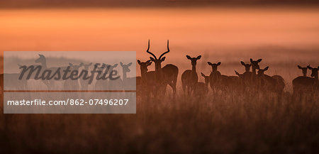 Kenya, Masai Mara, Musiara Marsh, Narok County. Herd of female impala with territorial male in attendance alert to danger at dawn.