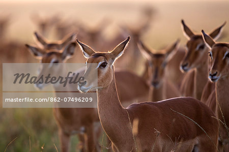 Kenya, Masai Mara, Musiara Marsh, Narok County. Herd of female impala with at dawn. Kenya, Masai Mara, Musiara Marsh, Narok County. Herd of female impala with at dawn.