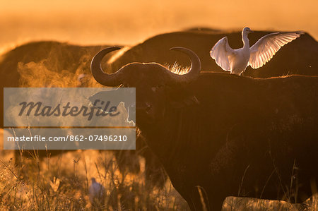 Kenya, Masai Mara, Musiara Marsh, Narok County. A herd of old male buffalos with Cattle Egrets in attendance at dawn.