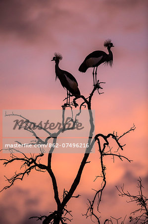 Kenya, Masai Mara, Musiara Marsh, Narok County. Grey Crowned Crane roosting in a dead tree at the edge of a marsh at dawn.