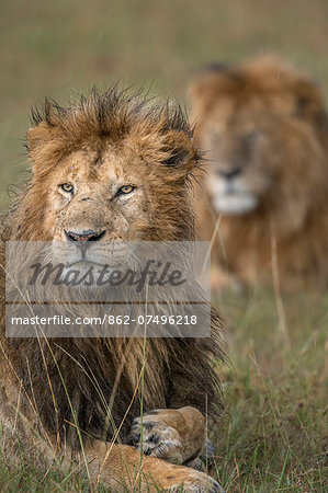 Kenya, Masai Mara, Narok County. Two pride males watching the lionesses in their pride setting off to hunt after a heavy rain storm.