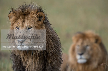 Kenya, Masai Mara, Narok County. Two male lions alert to the movements of female members of their pride. Late evening in the rain.