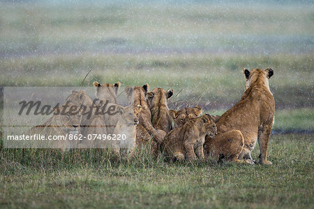 Kenya, Masai Mara, Bila Shaka Lugga, Narok County. Pride of lions huddling together to shelter from the rain at the beginning of the Long Rains. The lioness on the right is alert to wildebeest and zebra grazing on the plains. Kenya, Masai Mara, Bila Shaka Lugga, Narok County. Pride of lions huddling together to shelter from the rain at the beginning of the Long Rains. The lioness on the right is alert to wildebeest and zebra grazing on the plains.