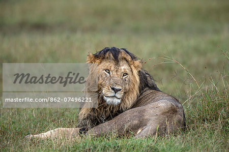 Kenya, Masai Mara, Narok County. A pride male after a heavy rain storm. Kenya, Masai Mara, Narok County. A pride male after a heavy rain storm.