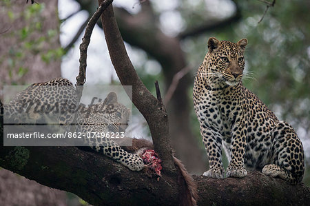 Kenya, Masai Mara, Narok County. A female leopard and her 6 month old male cub feeding on a waterbuck calf she had killed and stashed in a tree.