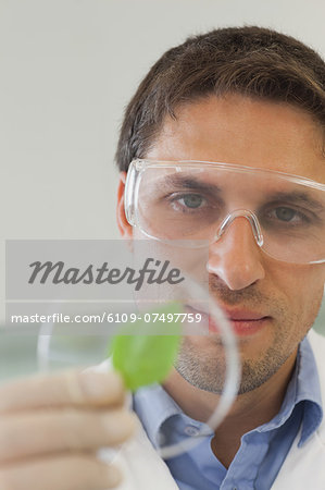 Concentrated male scientist looking at a petri dish containing a leaf in a laboratory