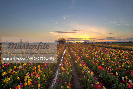Tulip Flowers Blooming in Spring Season at Tulip Field at Sunset