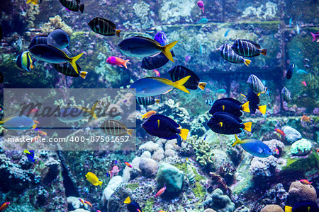 Photo of a tropical fish on a coral reef in Dubai aquarium