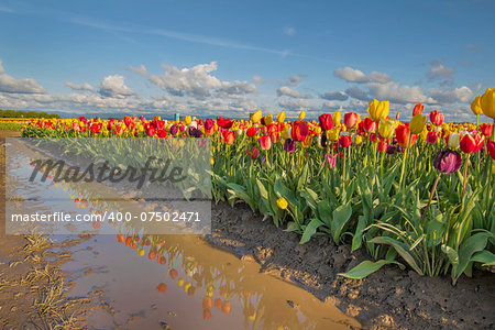 Reflection of Row of Tulip Flowers at Tulip Farm in Woodburn Oregon