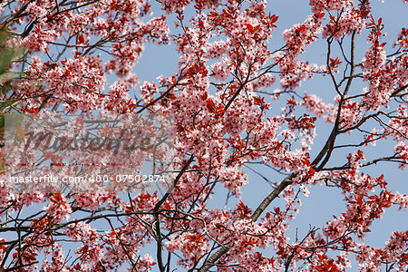 blossoming flowers on a tree