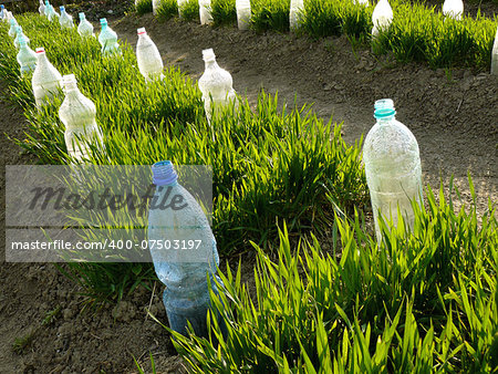 vegetable beds with plastic bottles as small hothouses among growing wheat as green manure