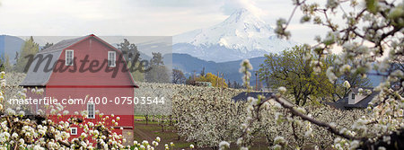 Pear Tree Orchard with Red Barn and Mount Hood in Hood River Oregon During Spring Season Panorama