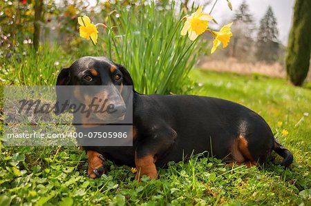 Little black dachshund on spring garden with flowers