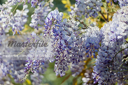 flowering wisteria plant during spring with sun