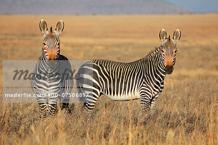 Cape Mountain Zebras (Equus zebra) in grassland, Mountain Zebra National Park, South Africa