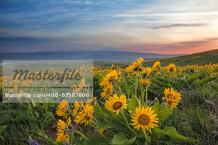 Arrowleaf Balsamroot Wildflowers Blooming in Spring at Columbia Hills State Park Along Columbia River Gorge with Mt Hood View