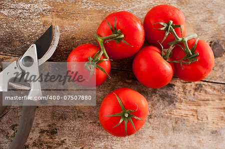 Freshly picked ripe red tomatoes off the vine lying on an old rustic wooden garden table with a pair of pruning shears or secateurs, overhead view