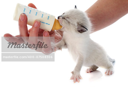 feeding siamese kitten in front of white background