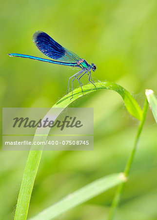 Dragonfly in natural background