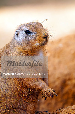 A portrait of a black-tailed prairie dog.