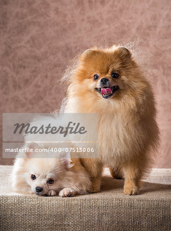 Portrait two Pomeranian dog on a abstract background