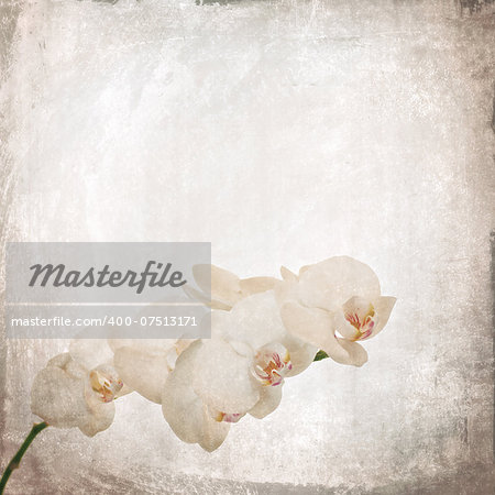 textured old paper background with white and magenta phalaenopsis orchid