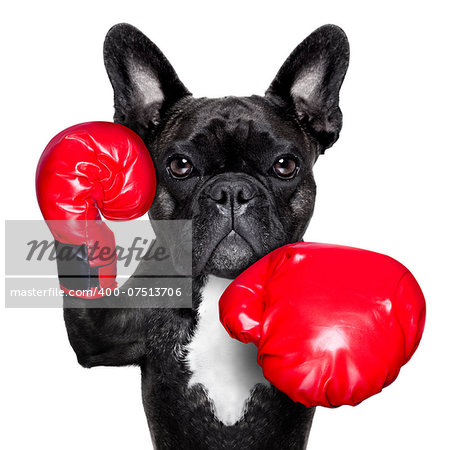 french bulldog boxing dog with big red gloves