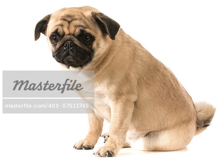 pug sitting isolated on white background