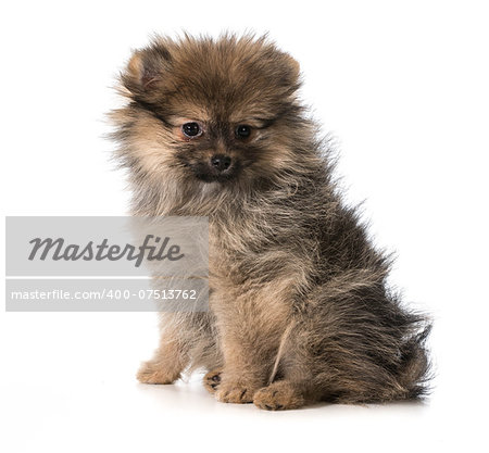 pomeranian puppy sitting looking at viewer isolated on white background - 3 months old