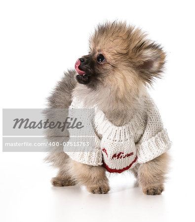 puppy wearing be mine swerater - pomeranian 3 months old