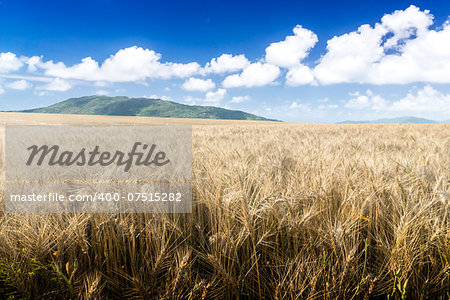 Wheat field on a Sunny day. Agriculture. Green mountains in the background.