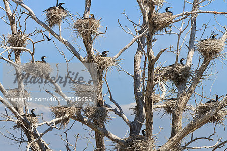 cormorant nests in a tree in Danube Delta, Romania