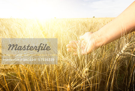 Female hand wins the ears of wheat. Agriculture. The sunset.