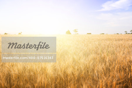 Wheat field on a Sunny day. Agriculture.